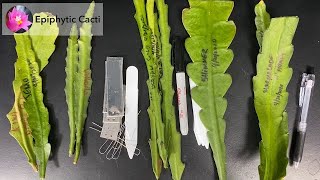 Disocactus hybrid cuttings information [upl. by Nnylecyoj]