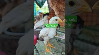 RithanTN36Seval  farm Bhavani high quality chicks available [upl. by Aryahay699]