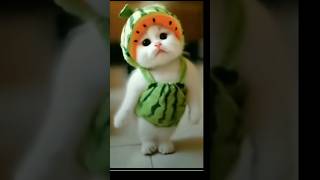 cat dance 🍉🍉😻🥰🔥🔥🔥🔥🔥🔥 [upl. by Naggem]