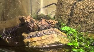 YELLOW BELLIED TOADS FEEDING 4 [upl. by Kciredorb]