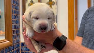 Donners First Bath  Labrador Puppy Gets Squeaky Clean cutepuppies bathtime labrador [upl. by Ybrik690]