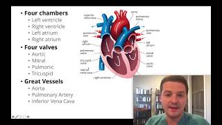 Had an echocardiogram Heres how to understand your results [upl. by Ynaffik734]