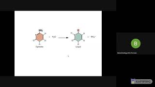 Mutation part 2 depurination deamination tautomeric shift [upl. by Spark940]