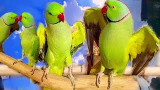 All Running Indian🥀Talking Parrots✨️ Alexander Or🪴Ringneck Birds♥️🍃 [upl. by Hrutkay460]