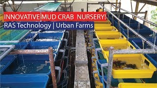 Innovative Urban Mud Crab Farming Nursery with RAS Technology [upl. by Michale70]