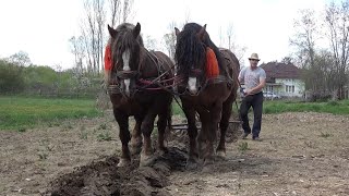 La munca pamantului cu caii  Ionut de la Somes Uileac Maramures  2022 Nou [upl. by Tolliver31]