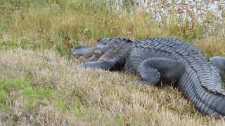 Spotless Teeth on Alligator amp Nictitating Membrane Rolls Back at Orlando Wetlands Christmas [upl. by Isle389]