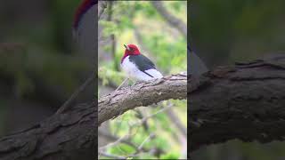 redheaded woodpecker pt 2 [upl. by Noimad]