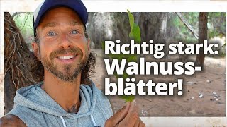 Walnuss Warum die Blätter genauso wichtig sind wie die Nuss [upl. by Anetsirhc]