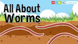 All About Worms [upl. by Zindman648]