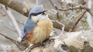 Ruf des Kleiber  Eurasian Nuthatch  Vogelstimmen Gesang Singvögel [upl. by Earazed]