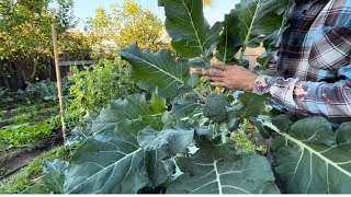 This week in the patch  planting broccoli and lettuce harvesting lemons [upl. by Anelehs542]