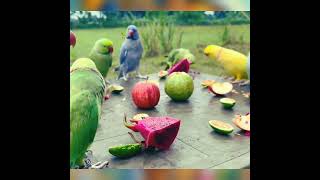 Why This Parrot is Worth 500000short mrindsantoshviral [upl. by Ruelle682]