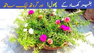 How to grow portulaca plant faster ll portulaca in small pot [upl. by Ailet]