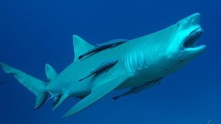 Dans les yeux du requin citron FullHD 2014 [upl. by Walter]