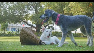 Animalia  Baby lion Mufasa and best friend Bria play with baskets [upl. by Haim]