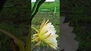 Godzilla Dragon Fruit flower [upl. by Manon]