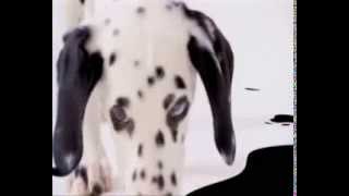 ADORABLE 102 DALMATIANS ADVERT [upl. by Camila339]