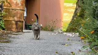 網戸を開けて飛び出して 路地で寛ぎ ひとり散歩して戻って来て 玄関先で呼ばれても またお向かいに行きたい猫…【さっちゃんとおばあちゃんの散歩・688日目】②・・・ [upl. by Odracer]