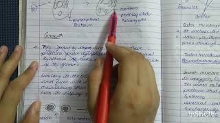 mitochondria introduction endosymbiotic theory  explanation and notes by anchal Tiwari [upl. by Eidnarb143]