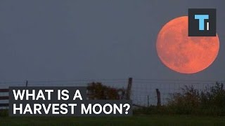 Here’s what a harvest moon actually is [upl. by Figueroa42]