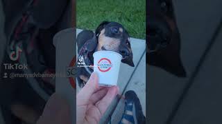 Scooters Coffee Pup Cup funBarney [upl. by Syla]