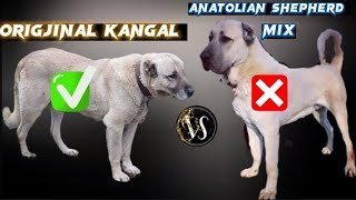 Original Kangal vs Mix Anatolian Shepherd  Learn The Truth [upl. by Agarhs]