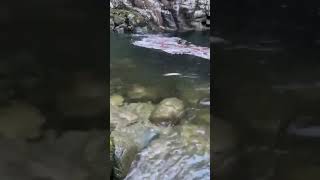 Capilano river fishing coho spring season 2024 [upl. by Effy]