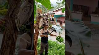 Paano mag harvest ng saging at tamang pag cutting SEPT 26 2024 bananafarm bananafarmer banana [upl. by Nesnaj]