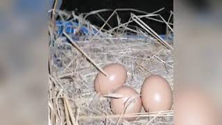 Trucco per fare deporre uova dove vogliamo alle nostre galline [upl. by Lorin]