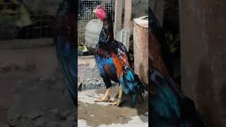 Aseal chicken vreeds home breed patha [upl. by Yeltsew]