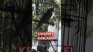 KRISPIN EL HABLADOR [upl. by Audly]