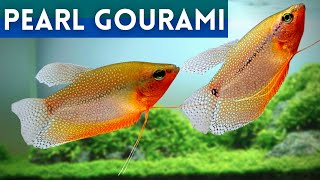 Pearl Gourami Health Keeping Your Fish in Top Condition  Trichopodus leerii [upl. by Malita]