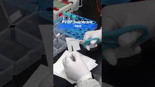 Cobetter lab Vlog western blottingPVDF membrane test high protein bindingshorts cobetterfyp [upl. by Asserrac]