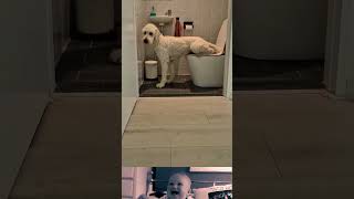 My dog is using the toilet 😂  Animal funny video  ytshorts shorts [upl. by Caswell]