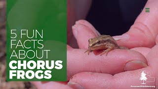 Five Fun Facts About Chorus Frogs [upl. by Dene]