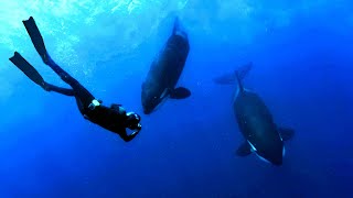 Sea of Cortez 6 2024 with Orcas Sea Lions Mobula Rays Dolphin Humpback Whales amp Friends [upl. by Dnaltiac]