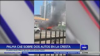 Palma cae sobre dos autos en La Cresta fluído eléctrico se ha visto afectado [upl. by Schenck]