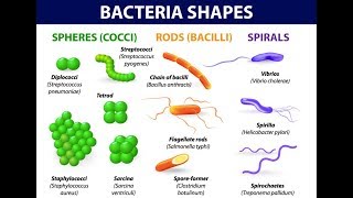 Microbiology of Bacterial Morphology amp Shape [upl. by Aseram]