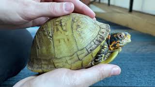 Raspberry the Threetoed Box Turtle [upl. by Rolfe]