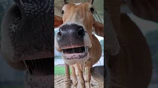 cow animals youtubeshorts viralvideo animalsoundeffects shorts animalsouds [upl. by Newfeld]