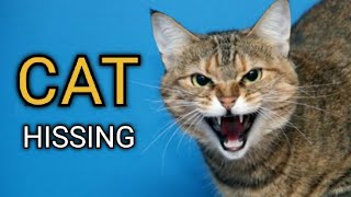 Cat Hissing and Growling Sound to get your Cats Attention GUARANTEED [upl. by Roban]