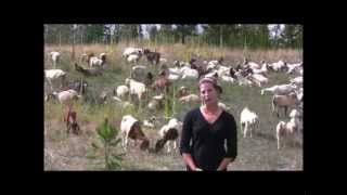 Weed Eating Goats [upl. by Busby]