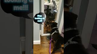 Puppy vs mirror rottweiler dog cute [upl. by Nediarb641]