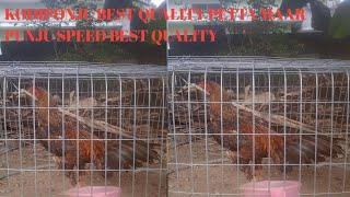 kodupunju best quality peta maar keky ray speed like share subscribe to my channel please [upl. by Eileme]