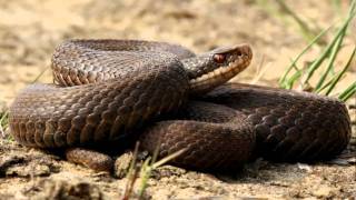 Adder op Het Groot Schietveld te Brecht [upl. by Reidid26]