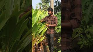 Ceylon Coconut Plants  Ceylon Kobbari Mokkalu  Best Coconut Plants In Telugu  Shorts  236 [upl. by Eenaj]