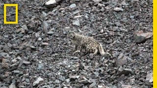 Snow Leopards Tagged in Afghanistan — A First  National Geographic [upl. by Htenywg]