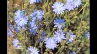 Chicory Cichorium intybus [upl. by Aihsi]