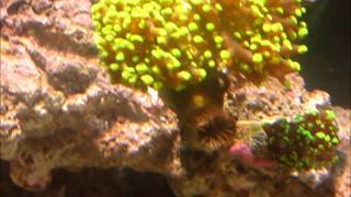 Frogspawn Coral in Saltwater Aquarium [upl. by Chloras756]